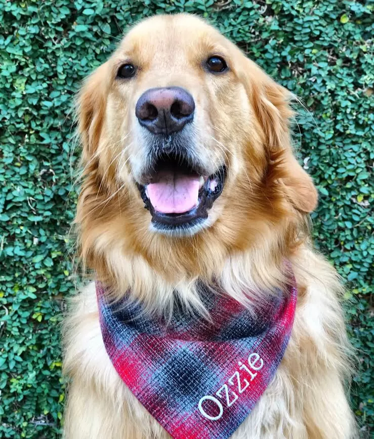 Flannel Custom Dog Bandanas with Name Embroidered