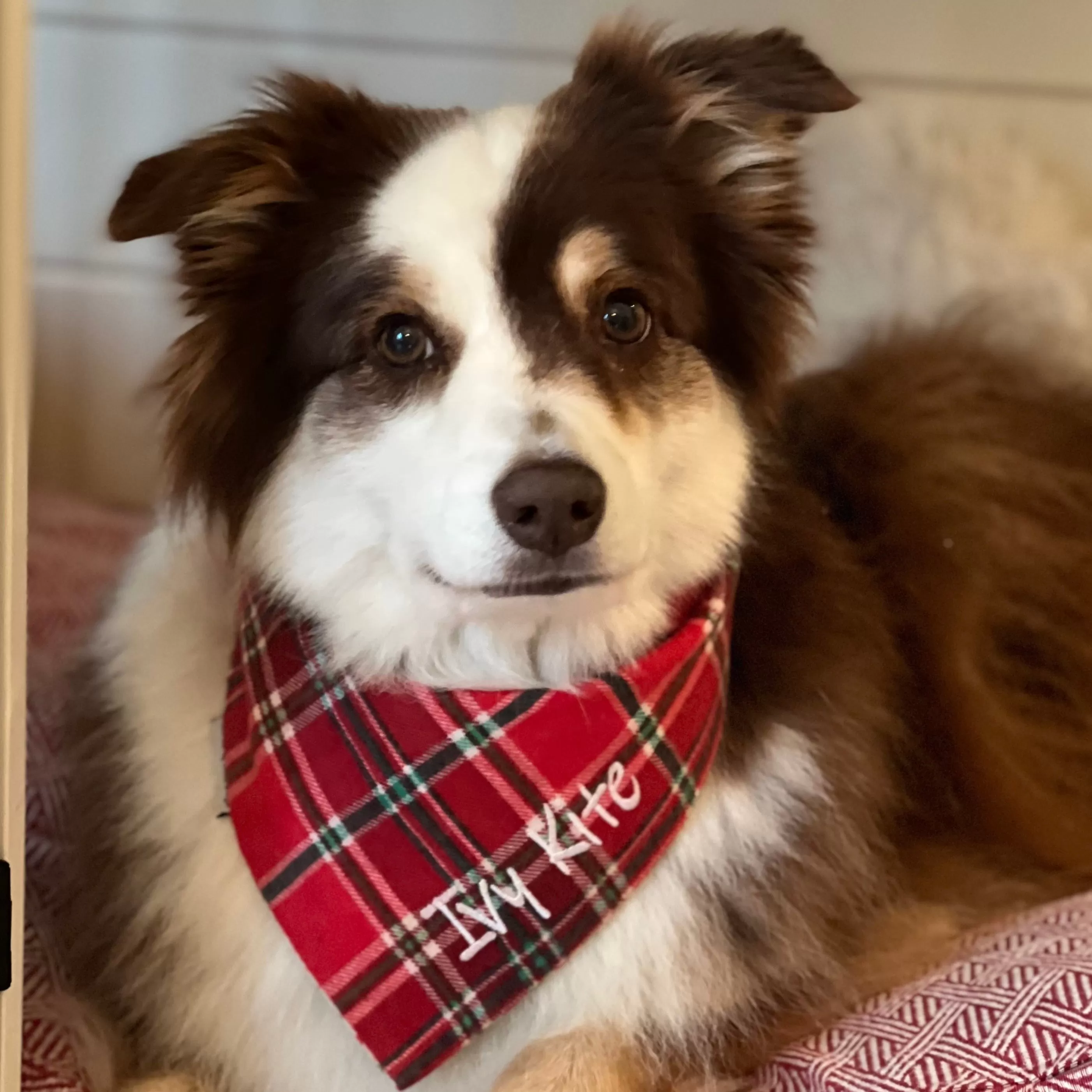 Flannel Custom Dog Bandanas with Name Embroidered