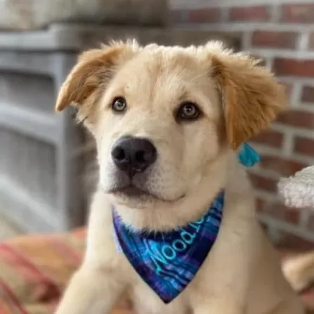 Flannel Custom Dog Bandanas with Name Embroidered