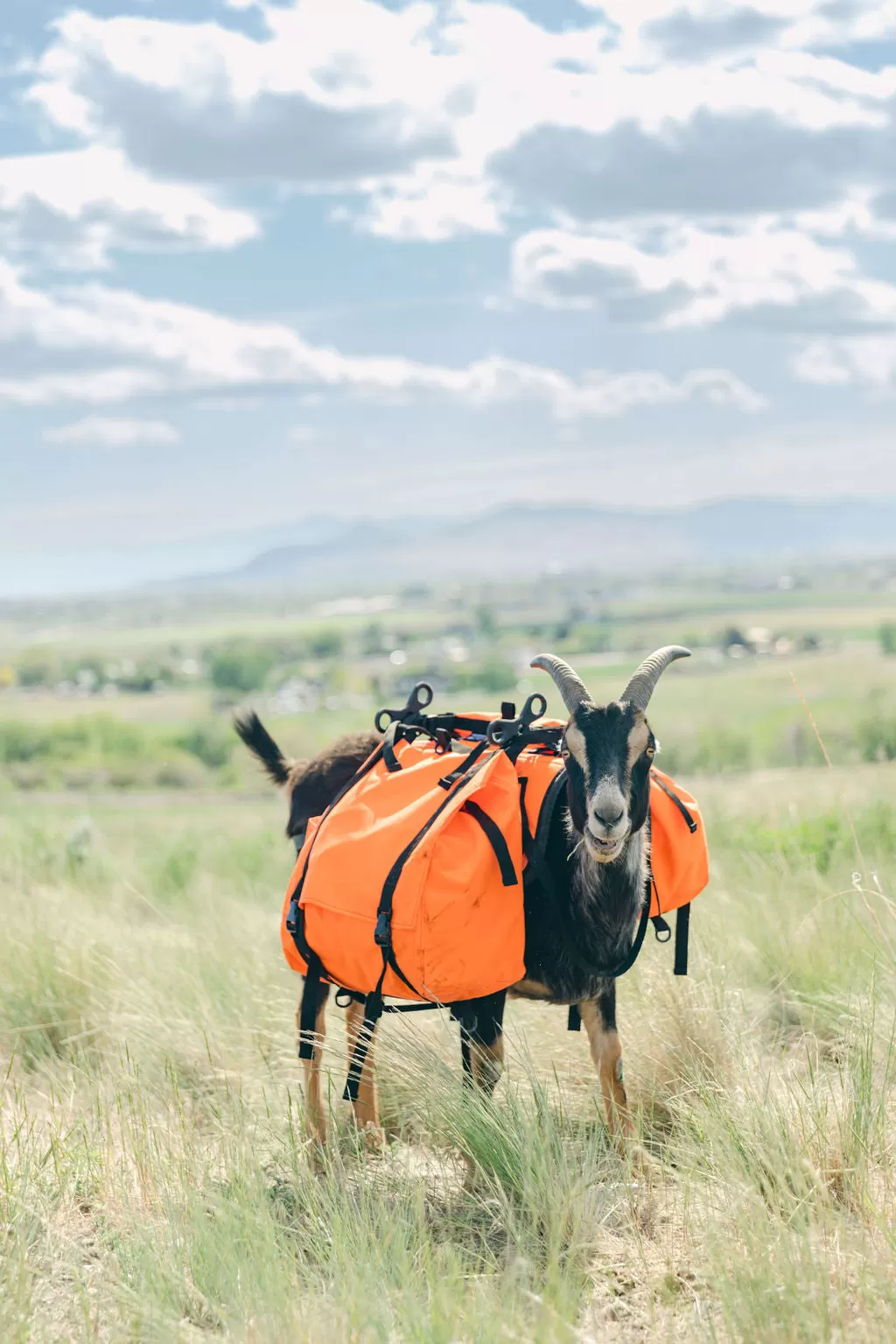 River Bottom Panniers